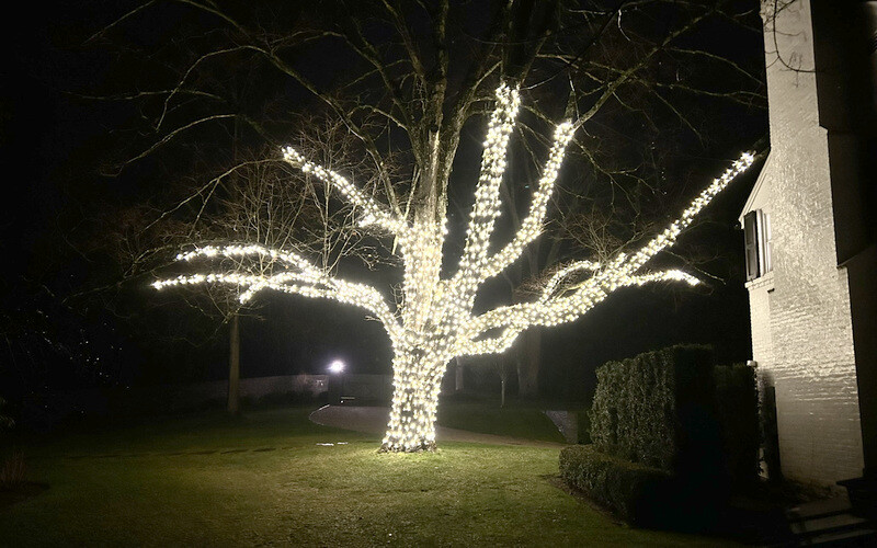 Tree Lighting